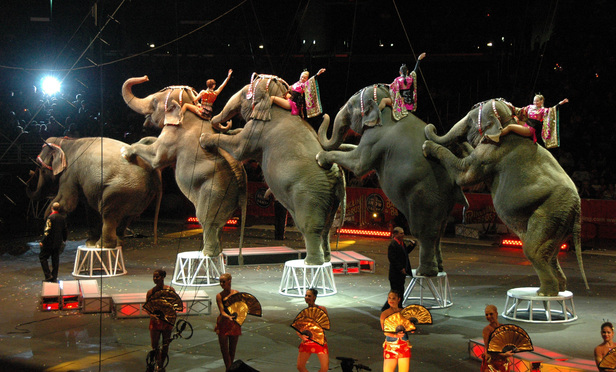 Ringling Bros Demise Gives Final Chapter to Long Fought Litigation