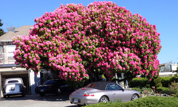 Texas Lawyer's Giant Rhododendron Becomes Tourist Attraction | Texas Lawyer